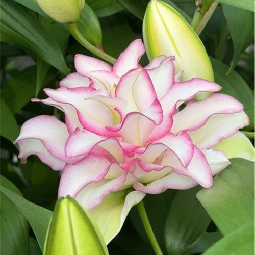 Bulbos de Lirio - Se Adaptan a Diferentes Zonas - Crecen en Jardín y -lirios bulbos- Bulbos lilium asiatico-4 Bulbos-H