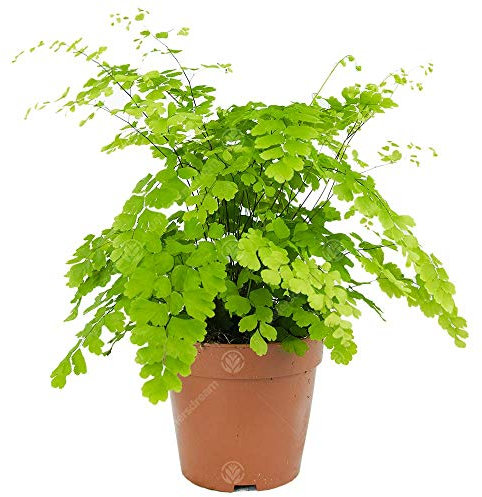 Adiantum raddianum Fragrans - Maidenhair Fern - Indoor Houseplant for Home or Office - Potted Ferns, Plants for Small and Large Spaces - Bright Green Foliage Leaves (20-30cm Incl. Pot)