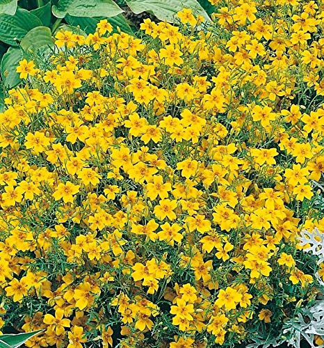 150 Seeds of Flower Tagetes Golden Gem