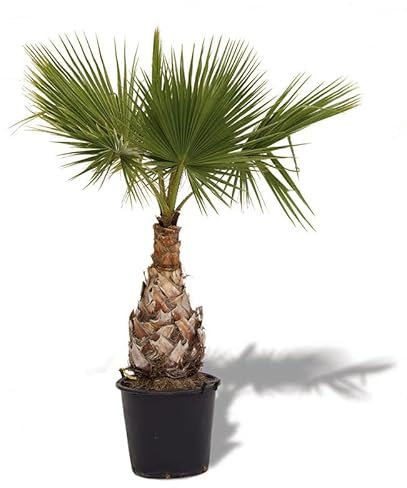 Palmera de Exterior Washingtonia Robusta Palma Grande
