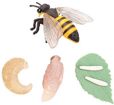 TOYANDONA Simulations-Tier-evolutionsmodell Ausstellungsmodelle Für Junge Mädchen Tierspielzeugmodell Partydekoration Aus Robustem Material Tiermodell Modell Der Tierentwicklung