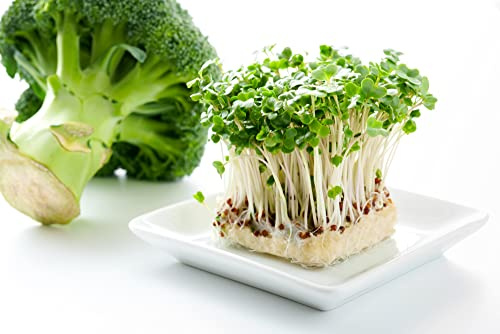 500 g Brokkoli Samen Bio Keimsaat Sprossen Microgreens Gesundes Gemüse