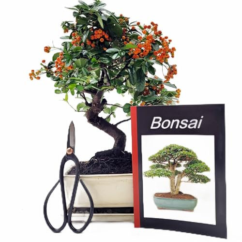 Genki-Bonsai Freiland Starterset Feuerdorn ca. 30–35 cm – 4-teiliges Bonsai-Set mit Schere, Untersetzer & Pflegeanleitung – für Balkon, Terrasse oder Garten – geeignet für Bonsai-Einsteiger