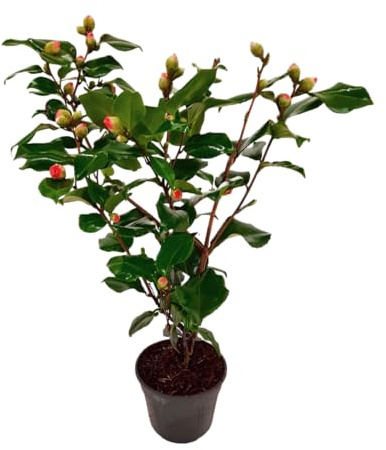 Plant in a Box - Kamelia japonica 'Japansk ros' Dr. King - Camellia - Ros - Rosa - Blommande trädgårdsväxter - Krukstorlek 15 cm - Höjd 50-60 cm