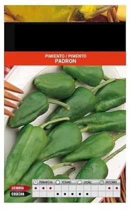 Semillas Verdura Pimiento del Padrón para Hacer Crecer en Casa Plantas Pimiento Padrón