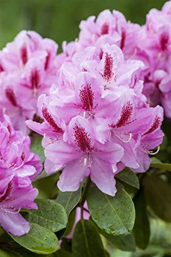 Rhododendron Hybr. 'Furnivall's Daughter' 80-90 cm - Rhododendron, rosa Blüten mit rotem Auge, Blütezeit Mai-Juni, ideal für Halbschatten, winterhart