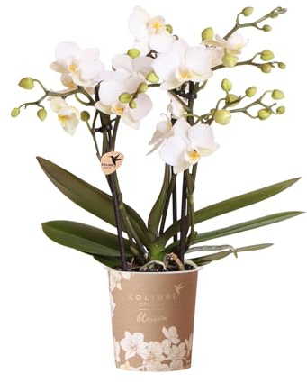 Kolibri Orchids | Weiße Phalaenopsis-Orchidee Topfgröße Ø9cm | Zürich | Blühende Zimmerpflanze – Frisch vom Züchter
