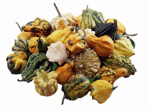 Kürbis/Zierkürbis Little Indian Mix Samen