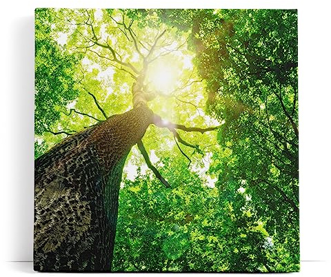 Paul Sinus Wandbild 80x80cm Baum Sonnenstrahlen Baumkrone Grün Natur