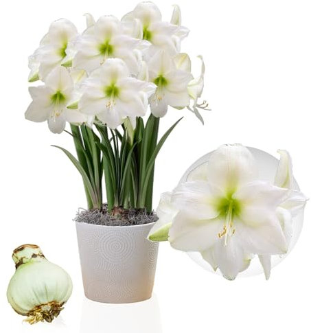 Amaryllis Bulbe Mont Blanc - 1 pièce - Bulbes à fleurs grand format 26/30 - Naturelle plantes de Hollande - Hippeastrum (pas de graines, sans cire, non artificielle)