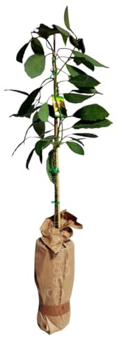 Planta de Aguacate, arbol de variedad injertado Hass. 2 AÑOS 150 Cm. Resistente al Frio y al viento. Plantar un aguacate aporta sombra, frutos nutritivos, oxígeno. Segura Garden