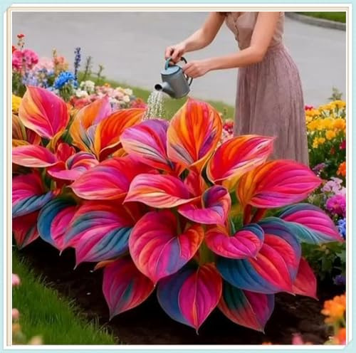 Resistenti,Bulbi di hosta-Giardini,belle,Adatte come regali per le feste Balconi,Perenne resistente al freddo, -2 Bulbi-H