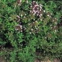 Just Seed Herb - Thyme English Winter - Thymus vulgare - 1000 Seeds - Economy Pack
