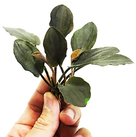 Planterest - Lagenandra Meeboldii Red Round Bunch Live Aquarium Plant Decorations BUY2GET1FREE