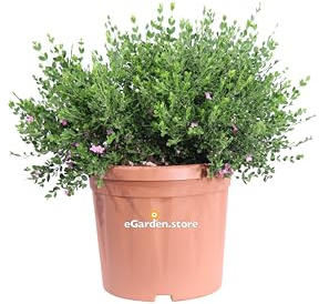 eGarden.store Pianta vera di Boronia Crenulata varie grandezze cespuglio ornamentale fiore rosa da esterno idelae per giardino, terrazzo e balcone venduta (Vaso 25 cm)