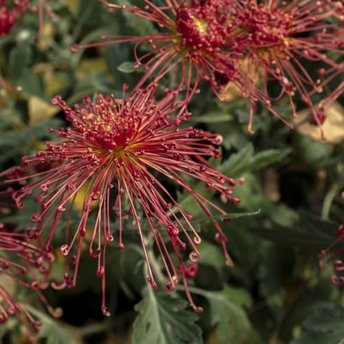 semi di crisantemo esotico Perenni resistenti serre da balcone per gli amanti del giardino per luoghi soleggiati semi di vecchie varietà selvatici 500pcs