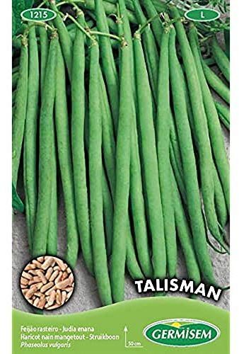 Germisem Talisman Graines de Haricots Français 100 g