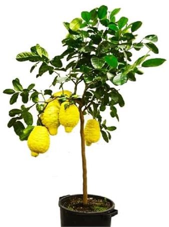 Árbol Frutal Natural de Citrus Limon - Limonero