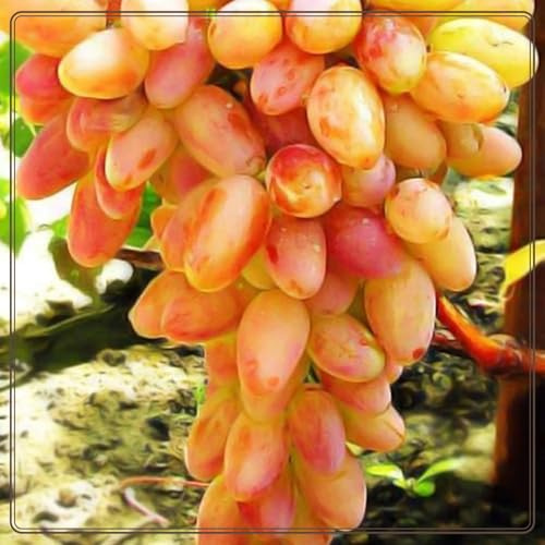 Mix di uva da vino, uva resistente al freddo, decorazione da giardino, uva da tavola, resistente perenne, ampia applicazione, fruttata, profumata. - 1 pezzo - A