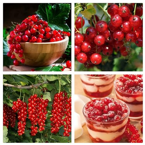 Semi Ribes Rosso, Ribes Rubrum, Frutto di Bosco sfizioso e ricco di proprietà benefiche per la salute, 20 Semi