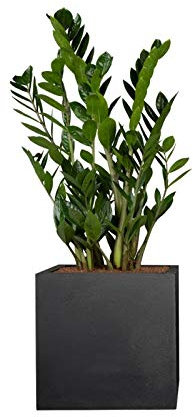 PFLANZWERK® Pflanzkübel Pflanzen - Glücksfeder Zamioculcas Zamiifolia 50cm - 1 Stück - Zimmerpflanze - Speziell für Blumentöpfe Blumenkübel *Exklusive Züchtung* *Premium Markenqualität*