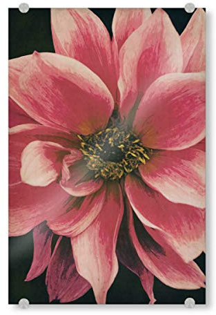 artboxONE Acrylglasbild 30x20 cm Natur Dahlie Bild hinter Acrylglas - Bild dahlie Blume blumenmakro