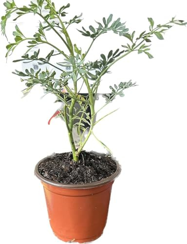 DECOALIVE | Ruda | Planta Natural | Planta con Propiedades Curativas | Exclusiva Online