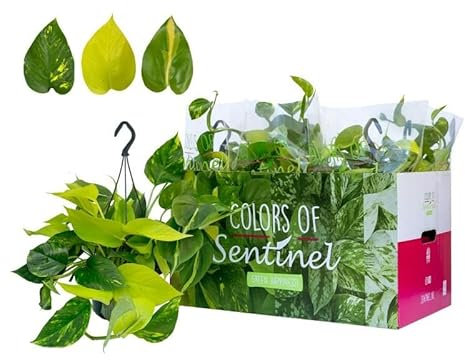 Epipremnum Pinatum Tricolore Ampel 45 cm – Pflegeleichte Kletterpflanze Pothos Golden, Brasil & Aureum für Zuhause und Büro