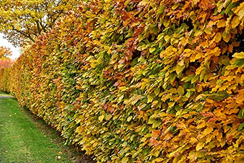Rotbuchen 100st. 120-150cm Forstpflanzen Rotbuche Fagus sylvatica Wurzelware Heckenpflanzen