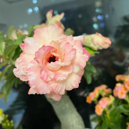 20 Pc Semillas De Plantas De Rosas Del Desierto, Decoración De Jardín De Flores Silvestres Para Decoración De Flores Exteriores Semillas Suculentas - Adenium Obesum - Plantas De Otoño