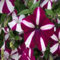 Nuevas semillas de petunia para plantar en color marrón y blanco