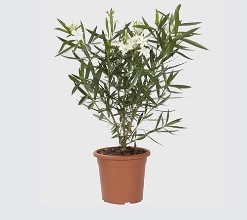 Oleandro a cespuglio Nerium Oleander pianta in vaso ø18 cm COLORI CASUALI Vivaio di Castelletto