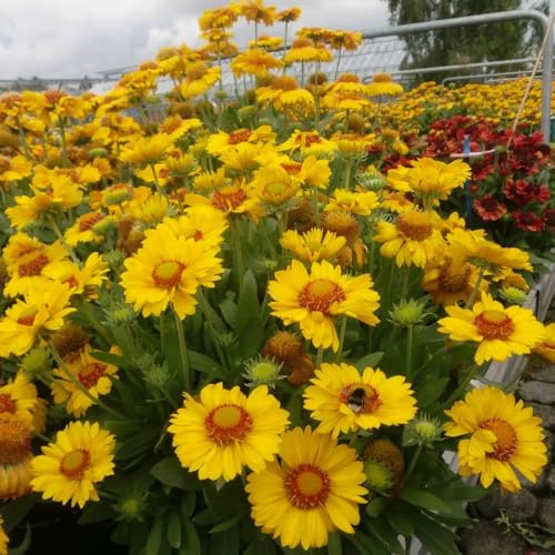 kokardenblumesamen bodendecker winterhart mehrjährig kokardenblume, schattenpflanzen gartenblumen, kräuterpflanzen topfpflanzen 1000pcs