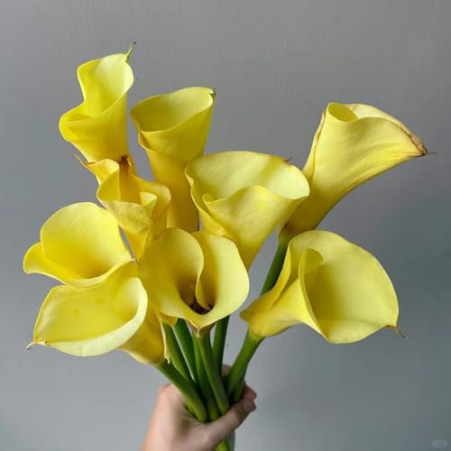 Bulbos de cala, bulbos de alcatraz, resistentes para balcones Zantedeschia aethiopica, Los bulbos de son resistentes decoración de jardín para exterior 2pcs