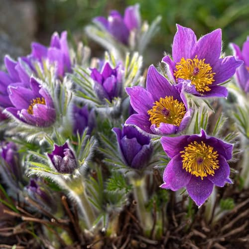 semi di pasqueflower - perenni, aiuole rialzate, balcone passiflora, biologici, arbusti resistenti, campo perenni 200pcs