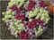 200 Graines Alysse Odorant Nain en Mélange - Magic Circle - annuelles - Tapis Fleuri Pzrfumé - Fleur Jardin - 349