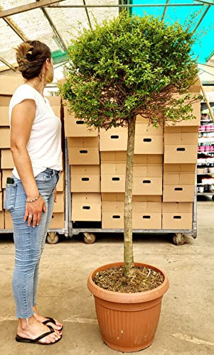 POWERS TO FLOWERS - BOSSO ALBERELLO, LIGUSTRUM, BUXUS ALBERELLO A CHIOMA XXL, altezza 170cm, Pianta Vera