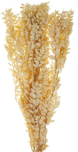 Echte gelb farbene Trockenblumen - Getrocknete Blumen zum Basteln als Osterdeko, Frühlingsdeko, Herbstdeko, Frühjahrsdeko - Schöner Ruscus für Wohnzimmer, Schlafzimmer, Zimmer und Fensterbank Deko