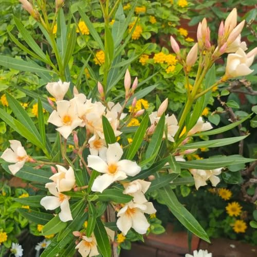 semi resistenti di oleandro resistenti all'esterno oleandro primaverili, arbusti crescita rapida verdi, decorazione del giardino esterno, 30pcs