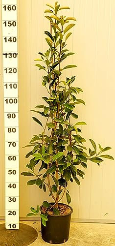 POWERS TO FLOWERS - PHOTINIA RED ROBIN, VASO 24 CM, ALTEZZA 140/150CM, 6 PIANTE, piante vere