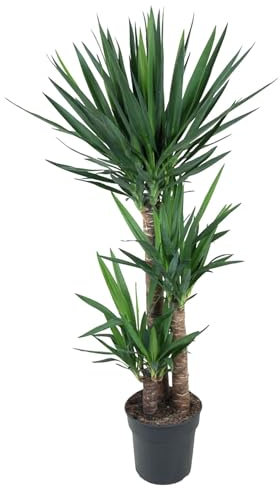 Yucca pied d'éléphant