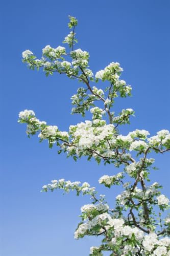 Eingriffliger Weißdorn Crataegus monogyna Flexuosa 25-40 cm winterhart | Sichtschutz und Formhecke, schnittvertraeglich, bienenfreundlich, sonnig bis halbschattig, robust und anspruchslos