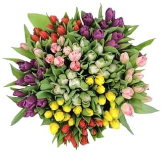 Ramo de TULIPANES Naturales con 50 Flores en Tonos Vibrantes Tulipanes Frescos para Ocasiones Especiales