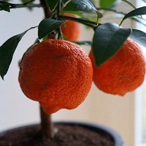 Lima o Limetta Rossa (Citrus x limonia) [Vaso Ø18cm]