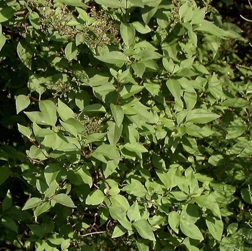 Hochstamm Ungarischer Flieder Holger 100-125cm - Syringa josikaea