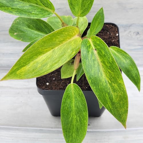 Philodendron Painted Lady Live Houseplant 4 Inch Pot Established Variegated Philodendron Neon Yellow Chartreuse Foliage Red Stems Unique Indoor Climbing Plant