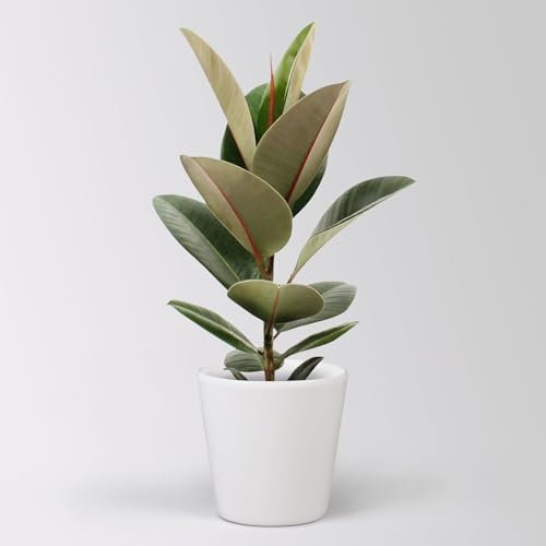 Gummibaum 'Robusta' in Keramiktopf Dallas weiß, Topf-Ø 17 cm, Höhe ca. 55 cm