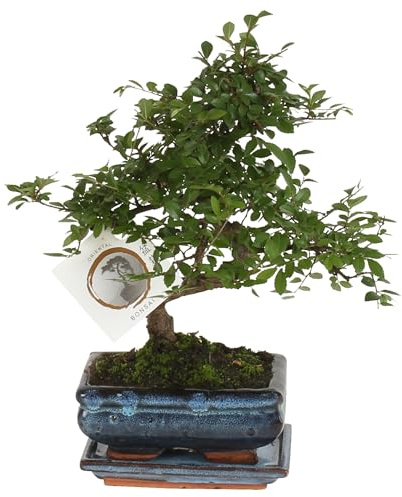 Plant in a Box - Bonsai 'Zelkova' - En forme de S - Hauteur 20-30cm - Taille du pot 15cm
