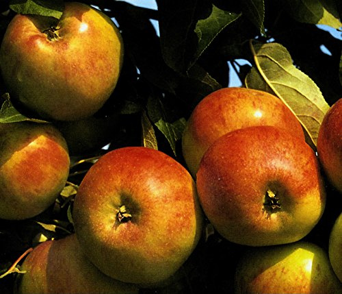 Apfel Roter Gravensteiner Busch im 7,5 l Topf, 60 cm Stammhöhe