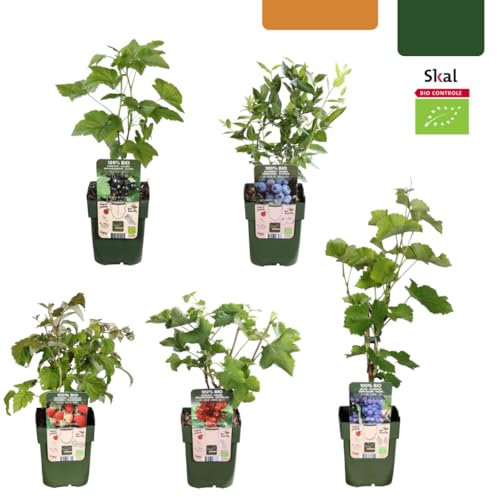 BIO Obstpflanzen – 5 Pflanzen – Himbeere, Johannisbeere, Blaubeere, Weintraube, Brombeere – 13cm – 25cm – Gesund & Lecker – Für Garten, Balkon & Terrasse